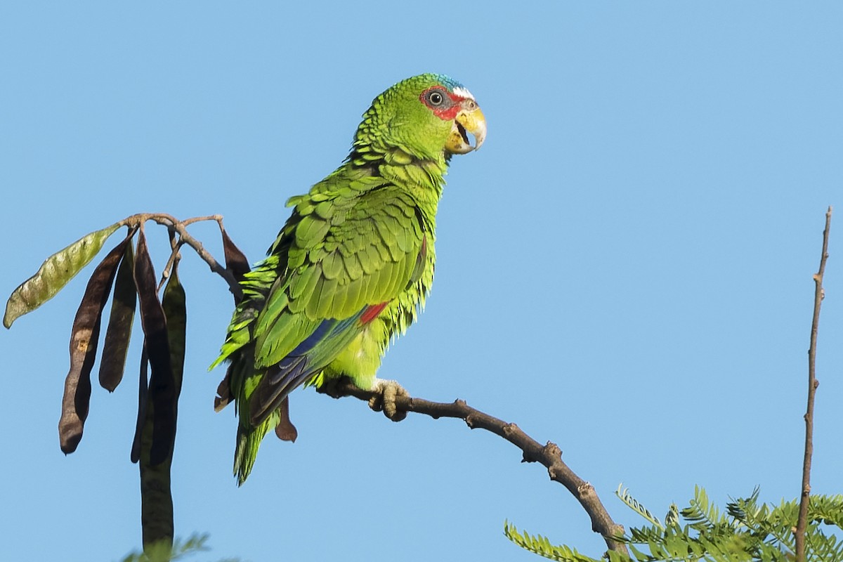 White-fronted Parrot - ML548525461