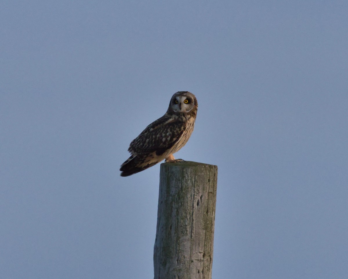 Short-eared Owl (Northern) - ML548525601