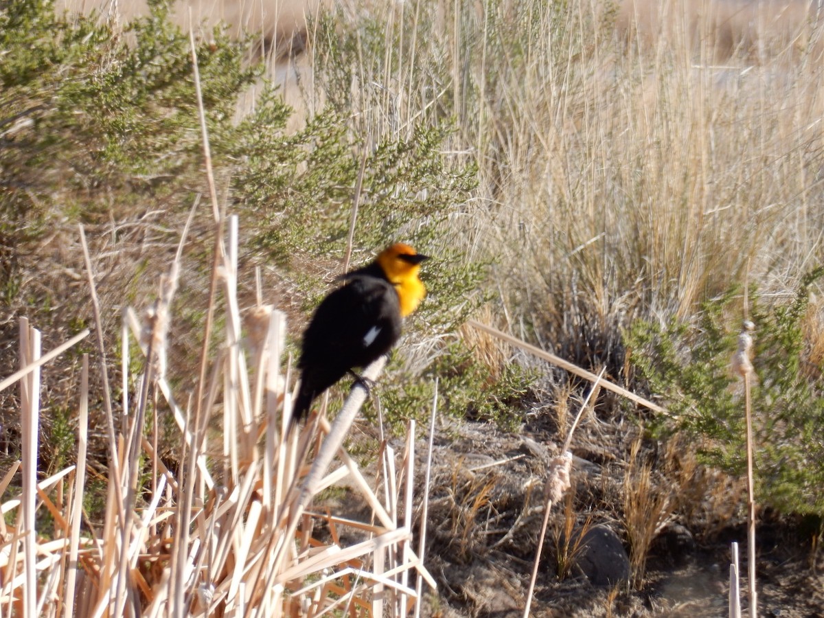 Yellow-headed Blackbird - Carolyn Storey