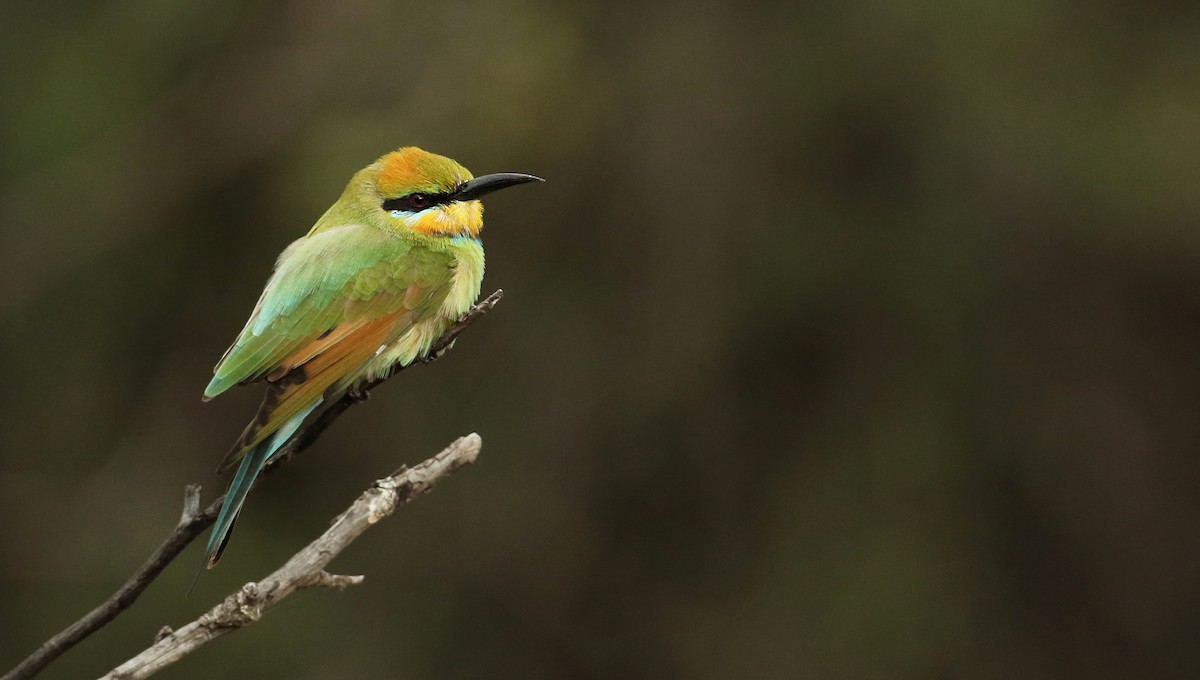 Rainbow Bee-eater - Luke Seitz