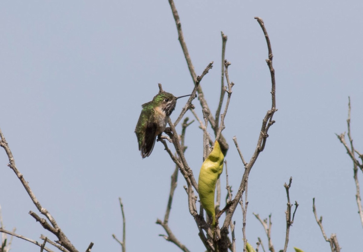 Calliope Hummingbird - ML54852791