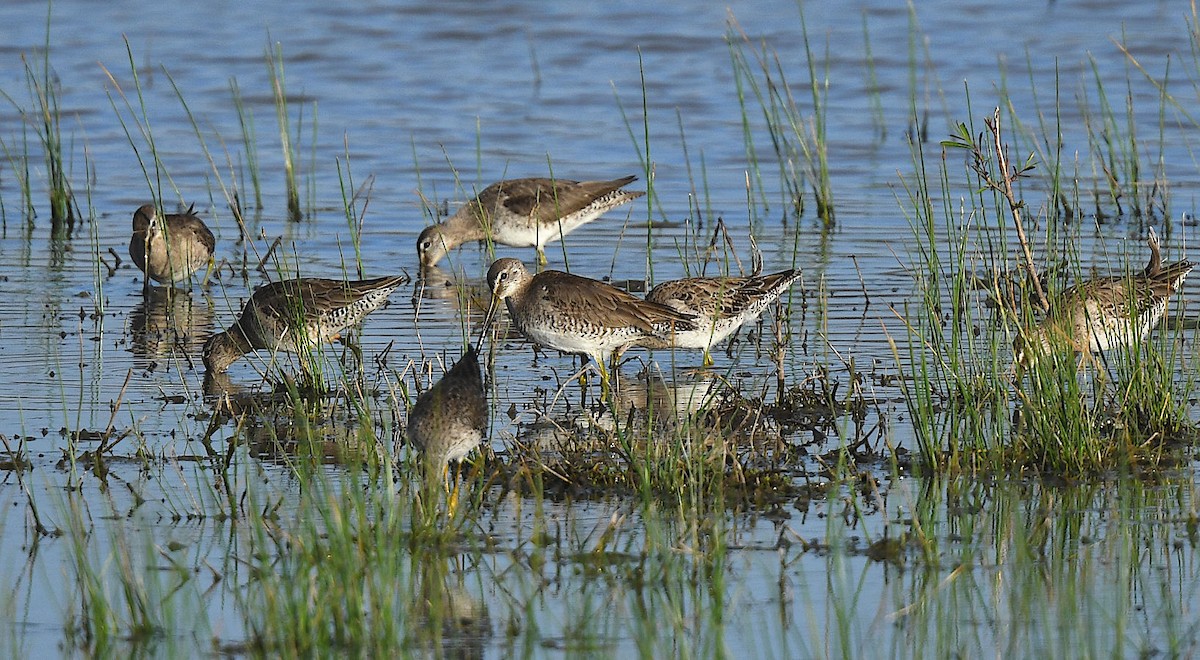 Long-billed Dowitcher - ML548528431