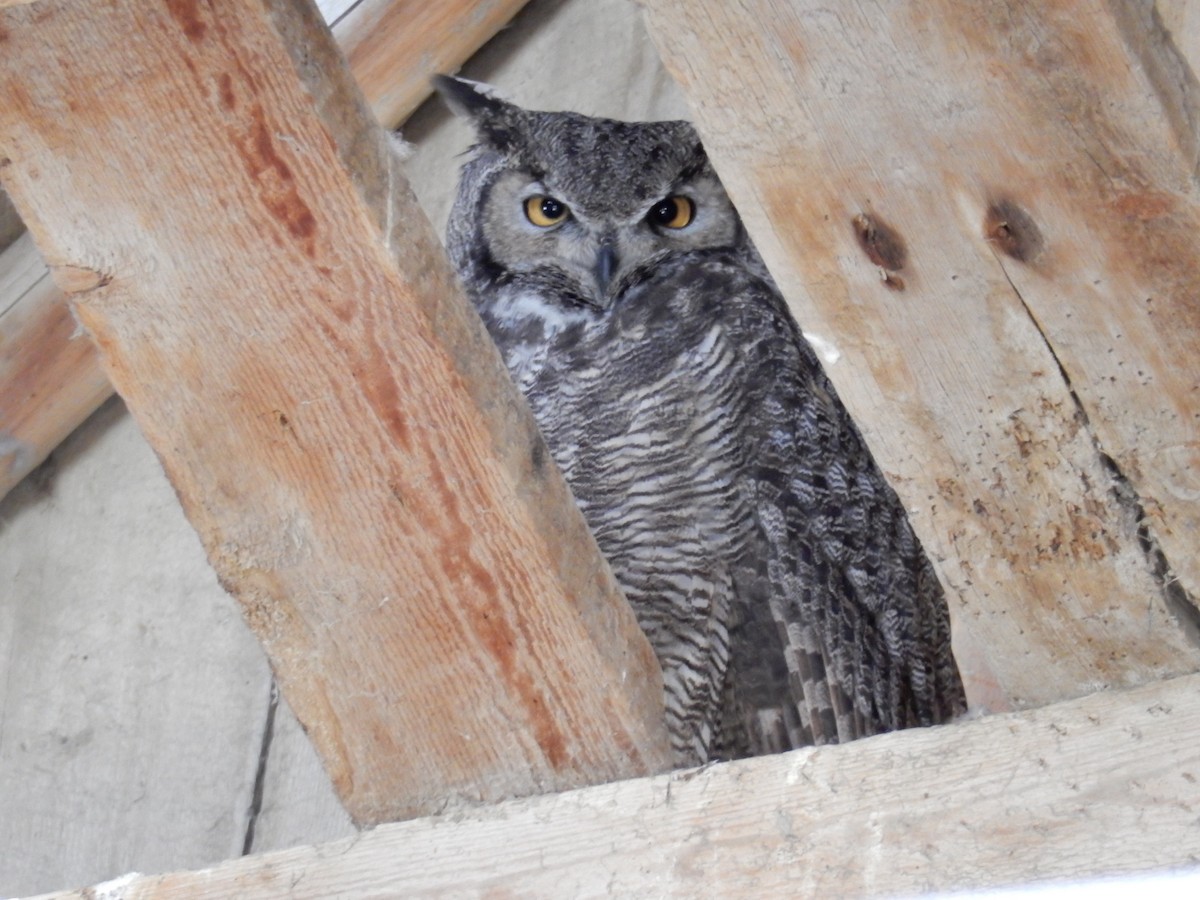 Great Horned Owl - ML54852861
