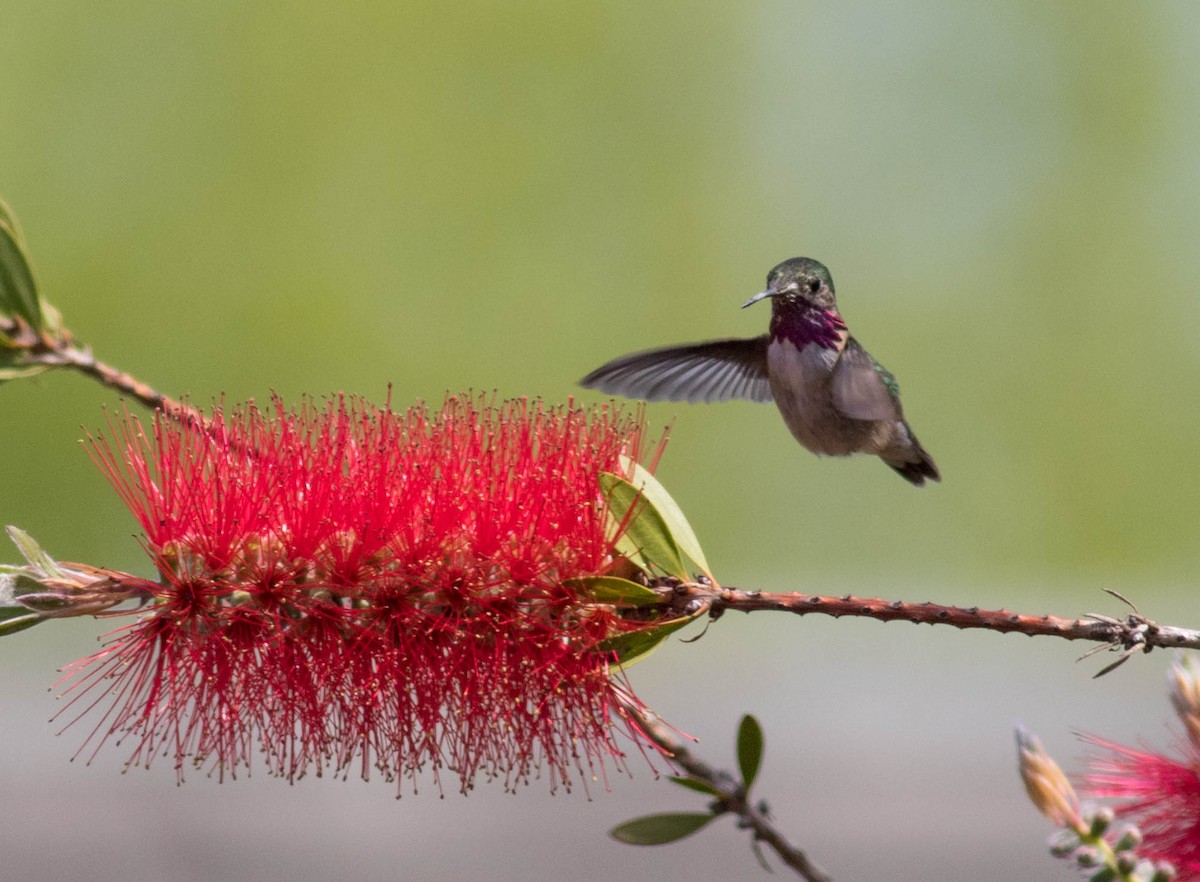 Calliope Hummingbird - ML54852891