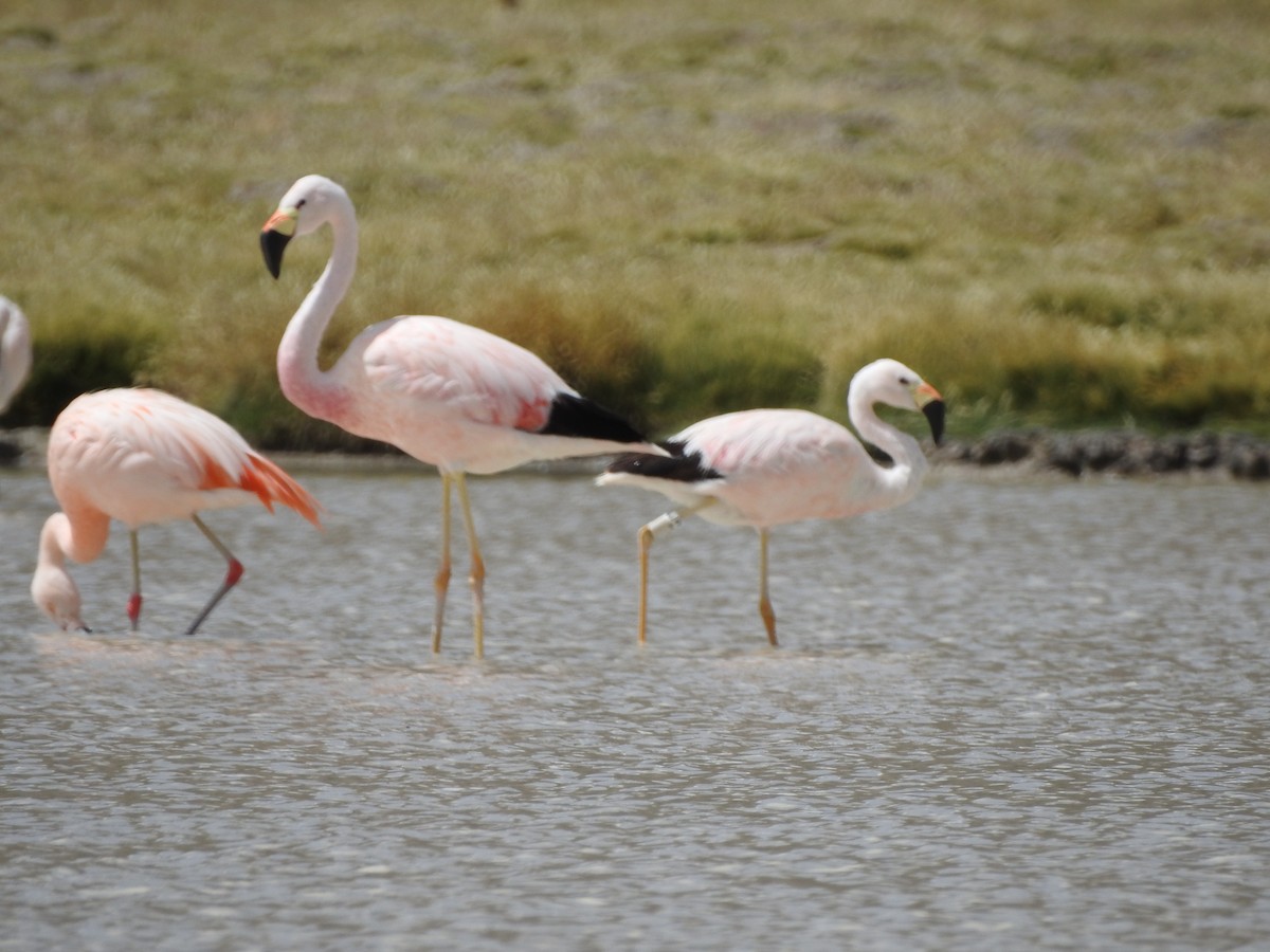 James's Flamingo - ML548529351