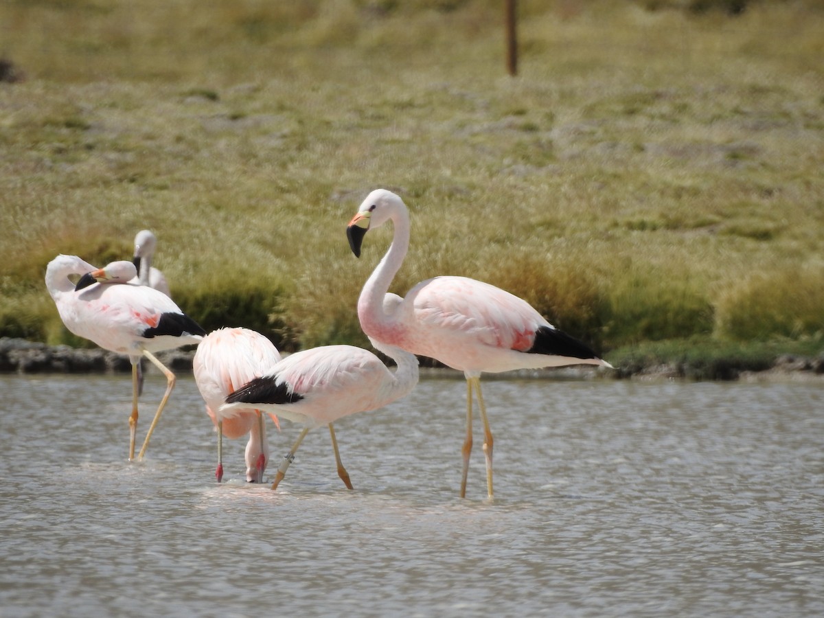 Andean Flamingo - ML548529561