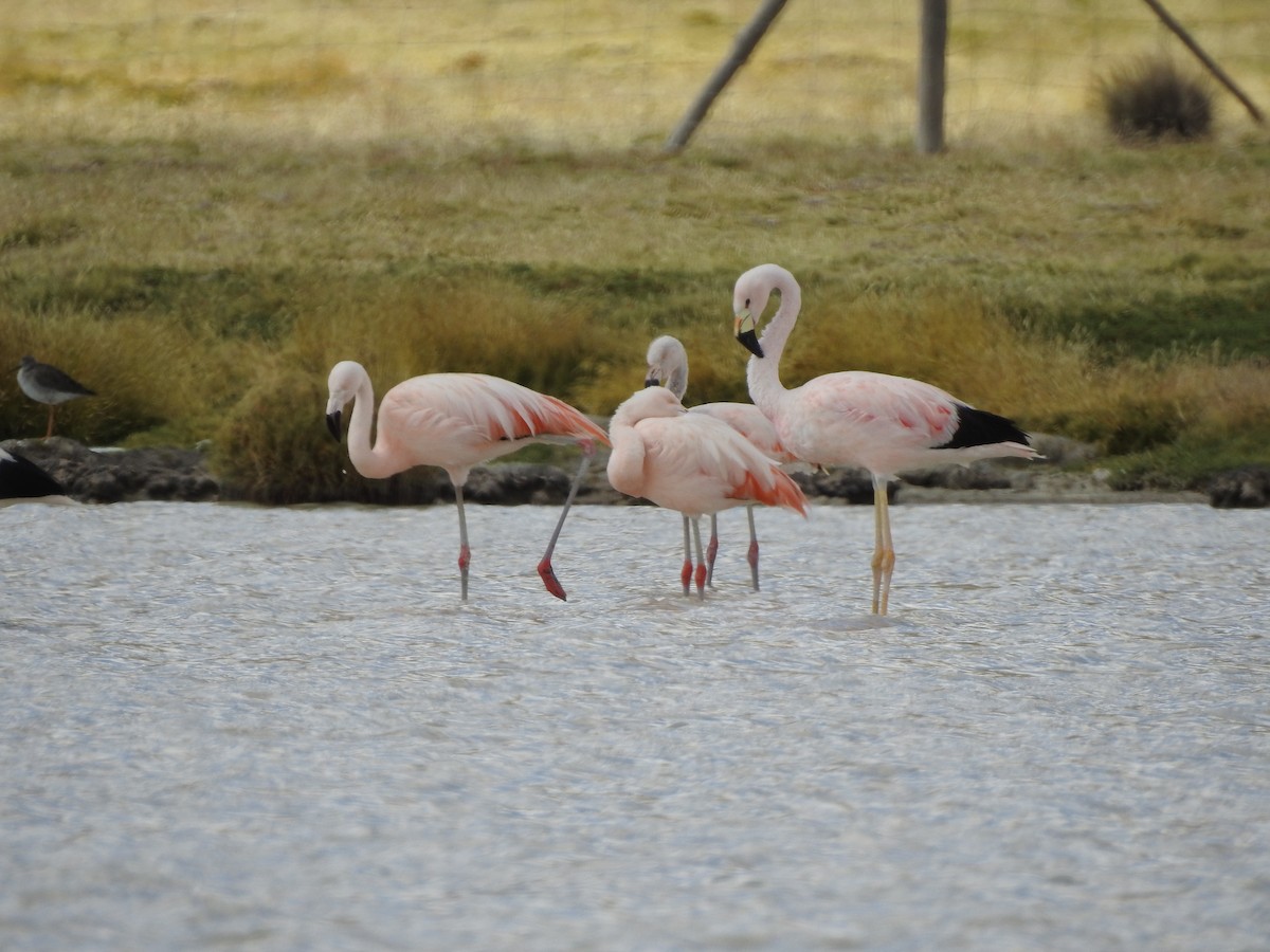 Chilean Flamingo - Paloma Lazo