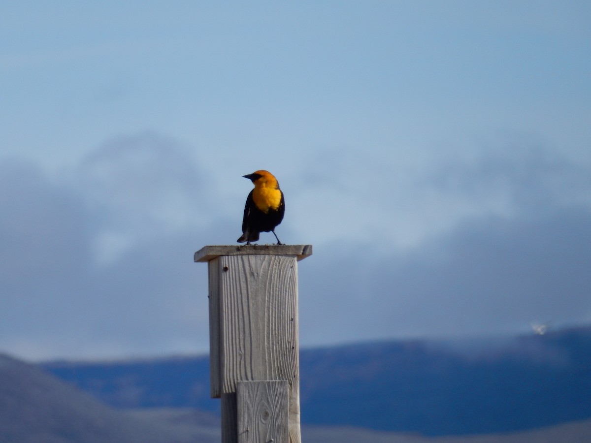 Yellow-headed Blackbird - Carolyn Storey