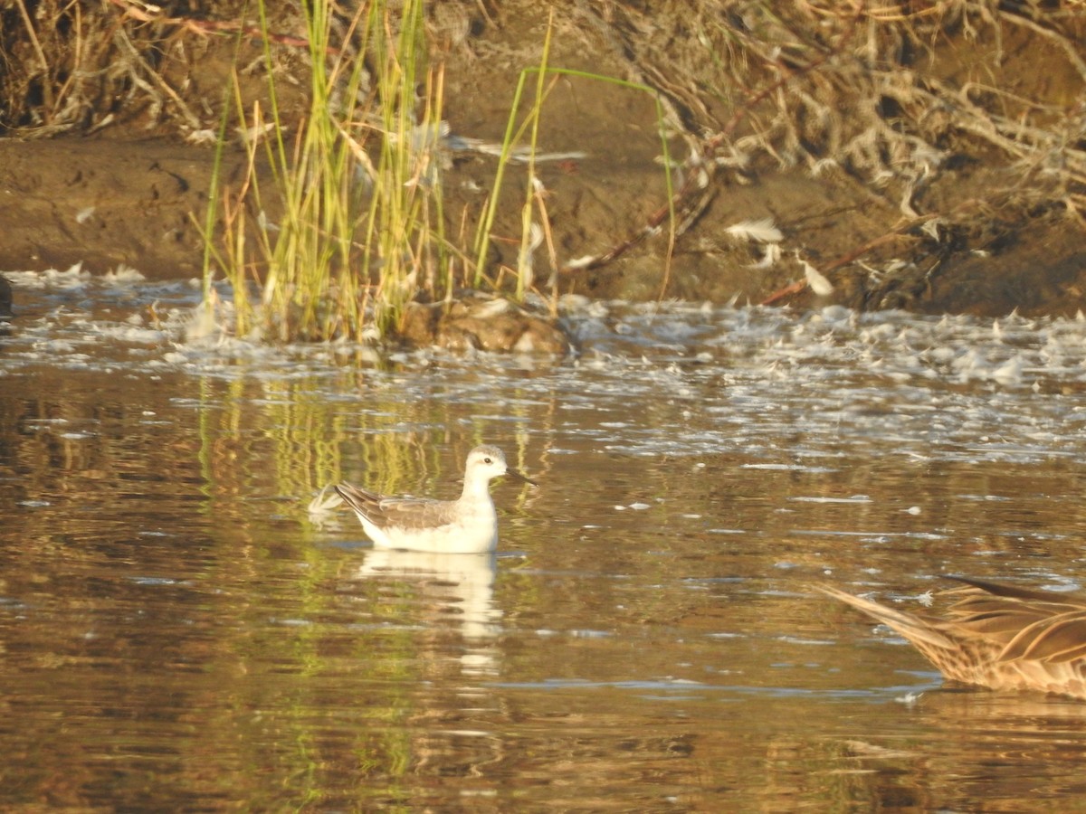 Wilson's Phalarope - ML548531731