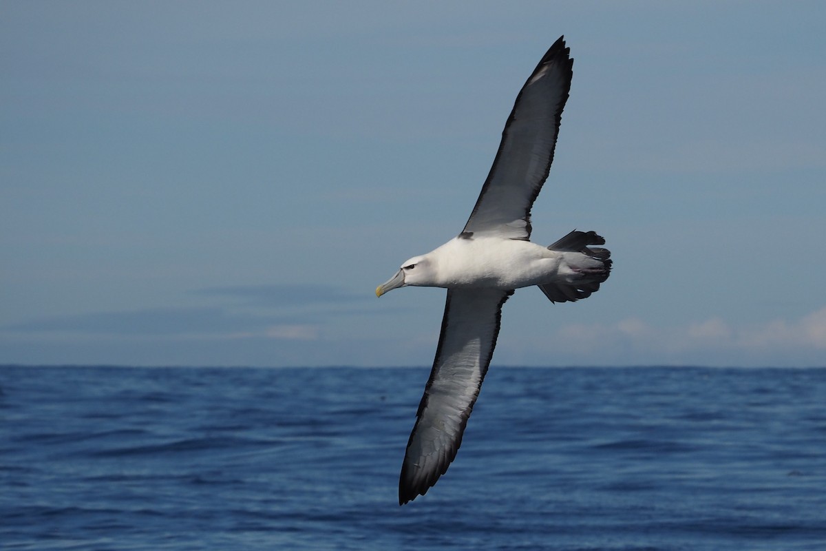 White-capped Albatross - ML548532711