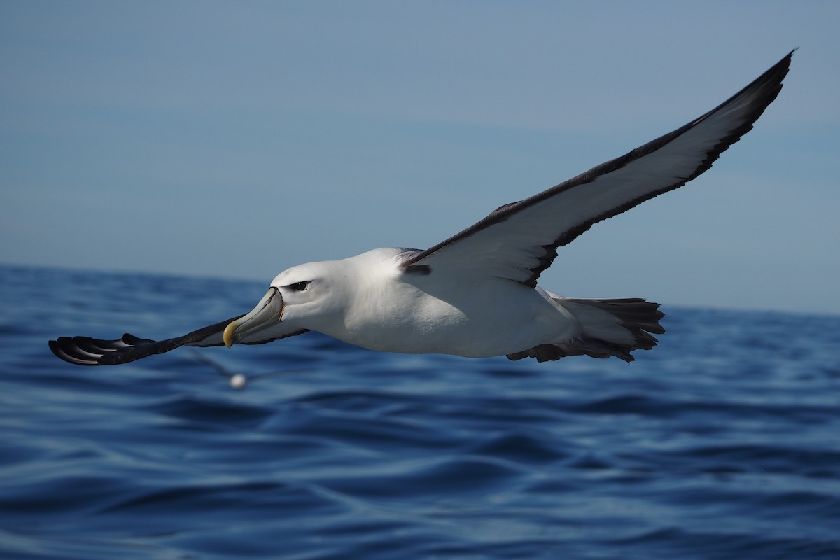 White-capped Albatross - Isaac Clarey