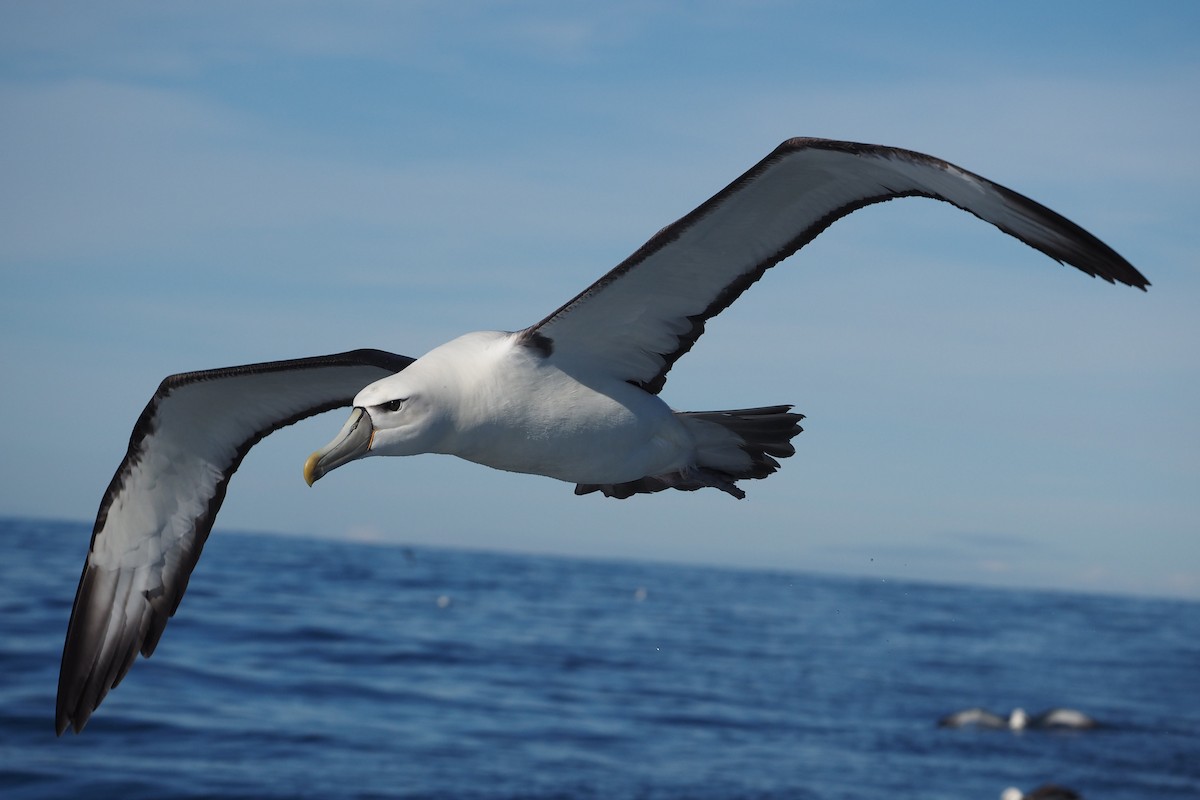 White-capped Albatross - ML548532731