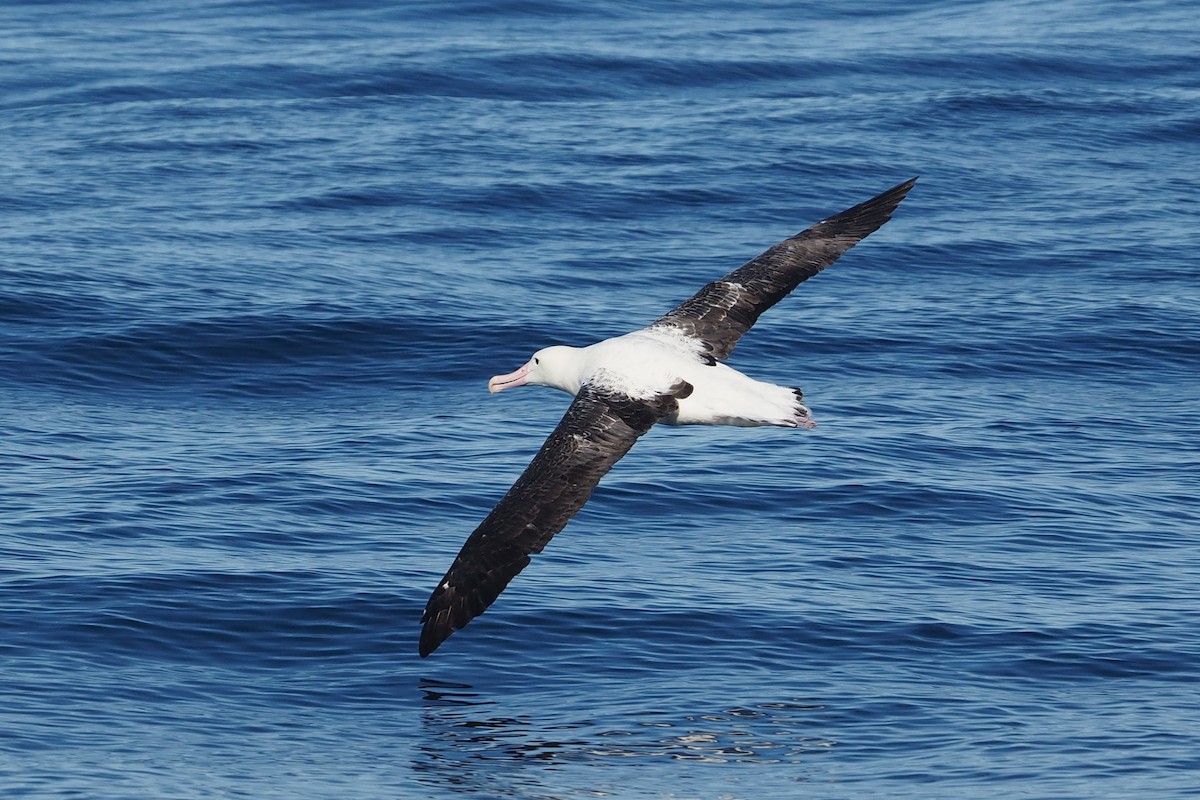 Royal Albatross (Southern) - Isaac Clarey