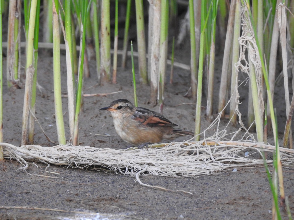 Wren-like Rushbird - Paloma Lazo