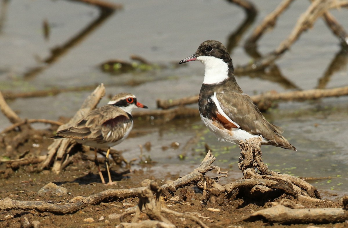 Red-kneed Dotterel - ML54853381