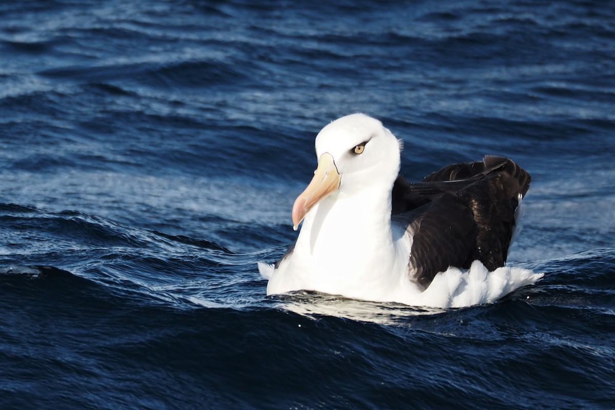 Kara Kaşlı Albatros (impavida) - ML548534591