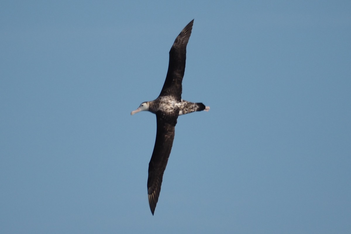 Wandering Albatross (New Zealand) - ML548534711