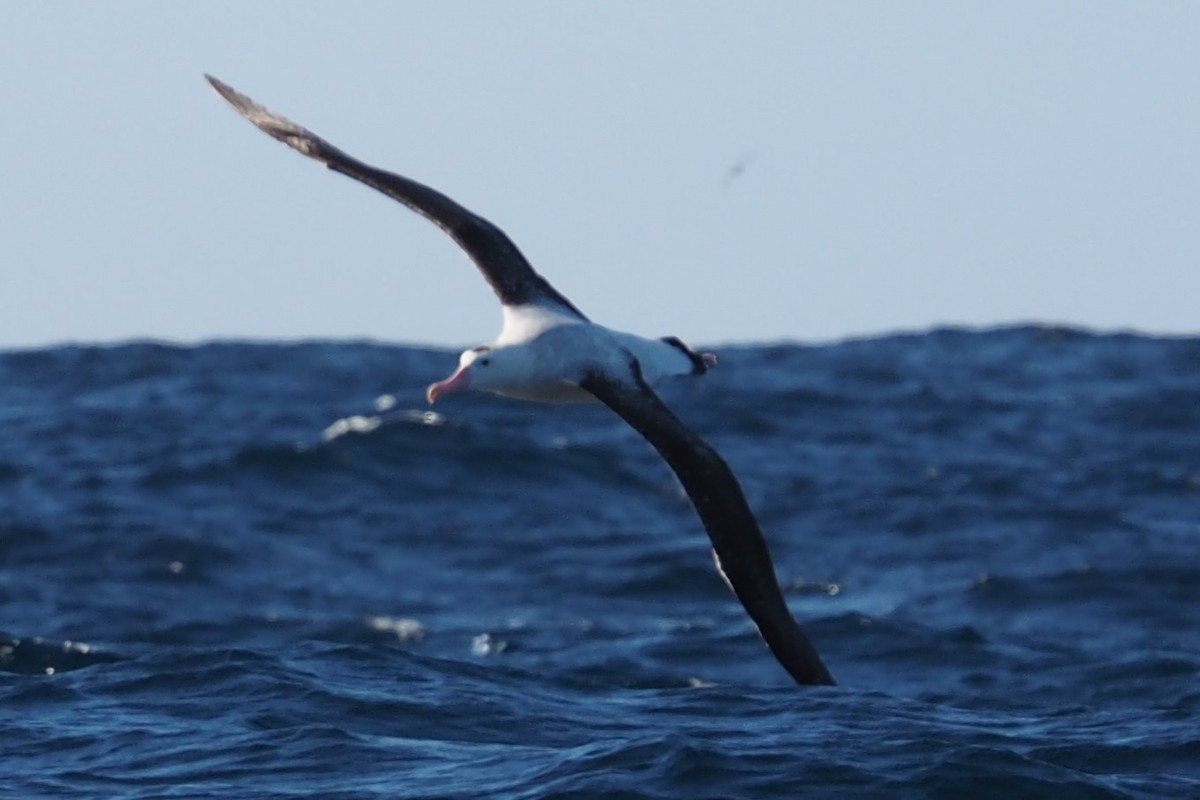 Gezgin Albatros (gibsoni) - ML548534721