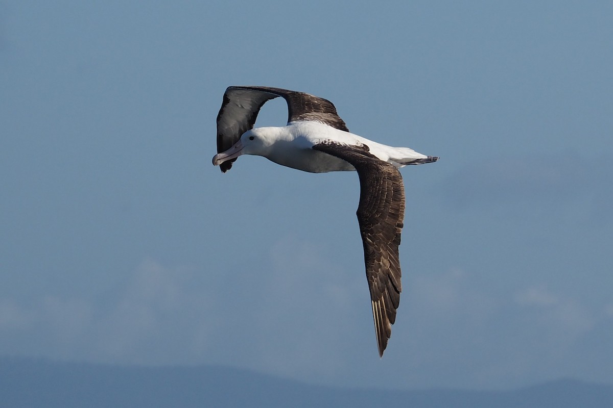 Kral Albatros (sanfordi) - ML548534901