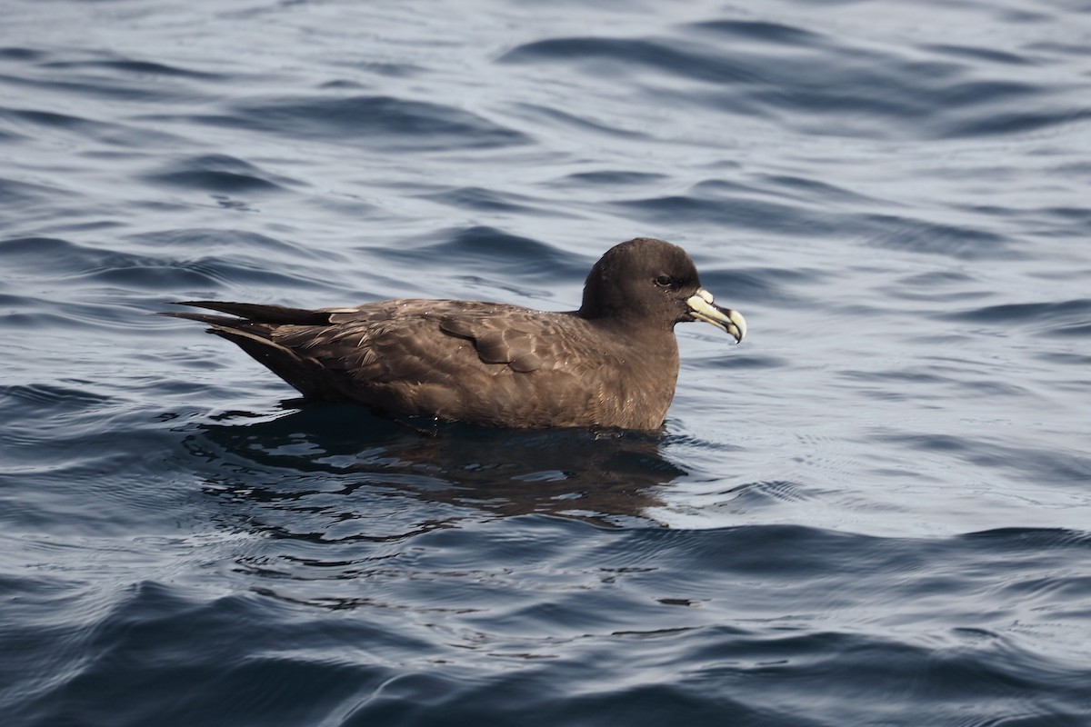 White-chinned Petrel - Isaac Clarey