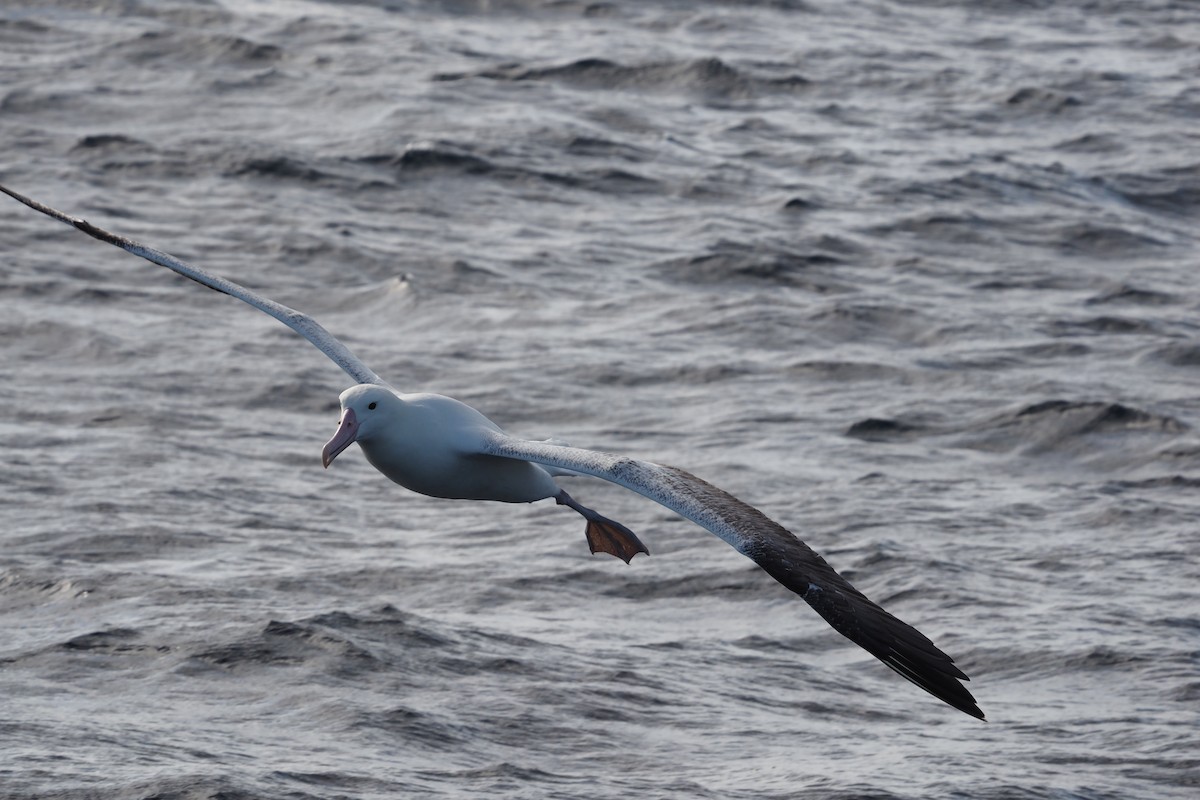 Royal Albatross (Southern) - ML548536201