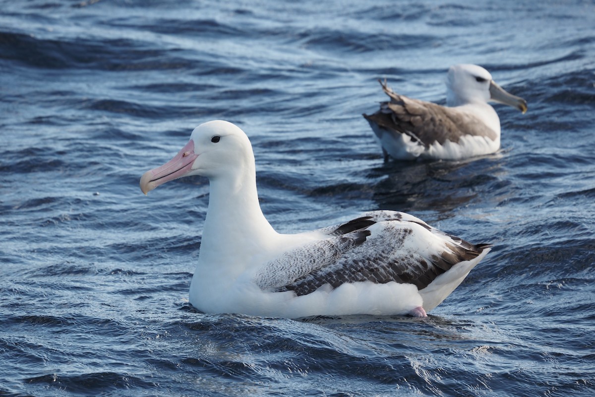 Royal Albatross (Southern) - ML548536211