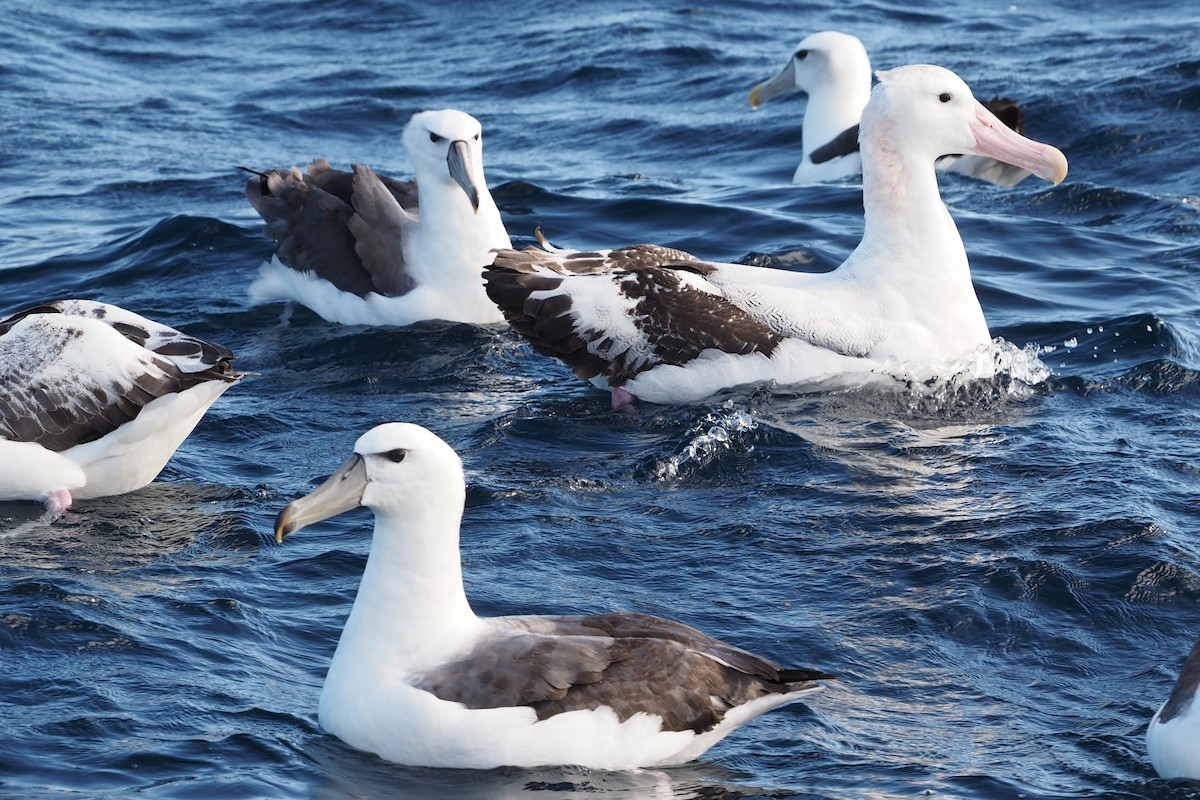 Wandering Albatross (Snowy) - ML548536251