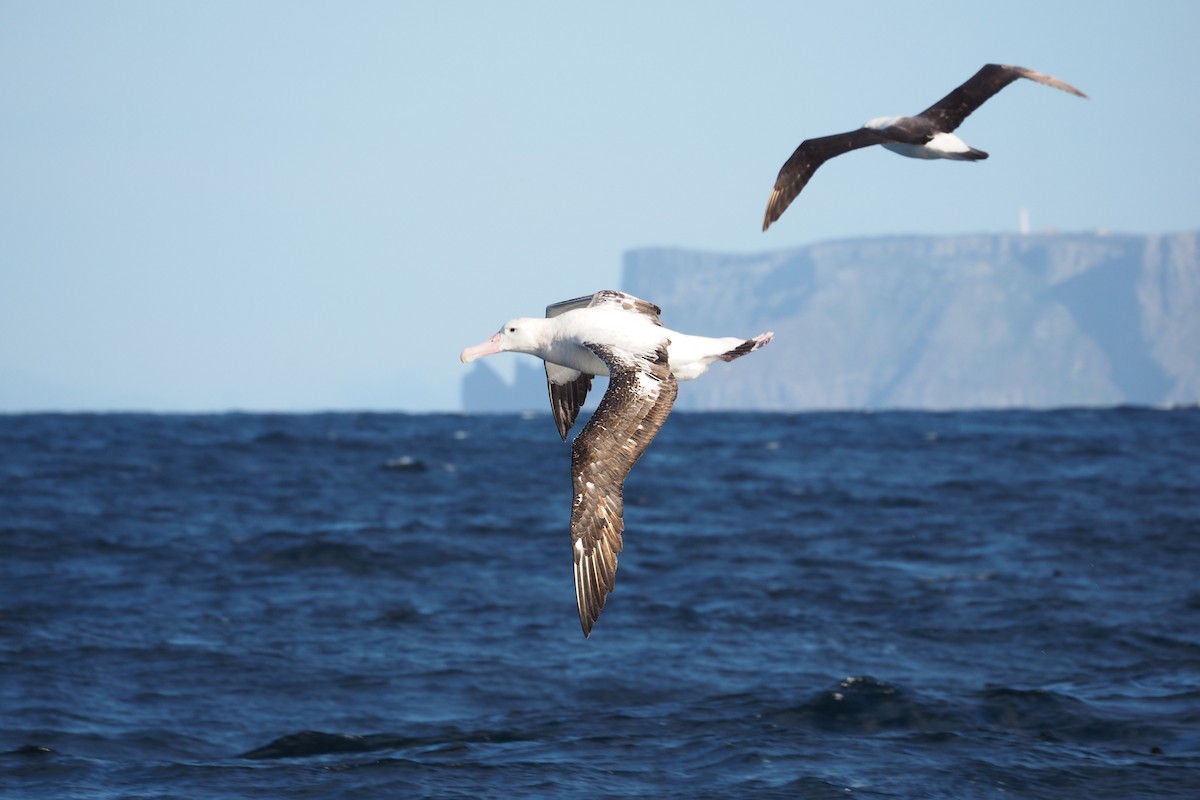 Wandering Albatross (Snowy) - ML548536261