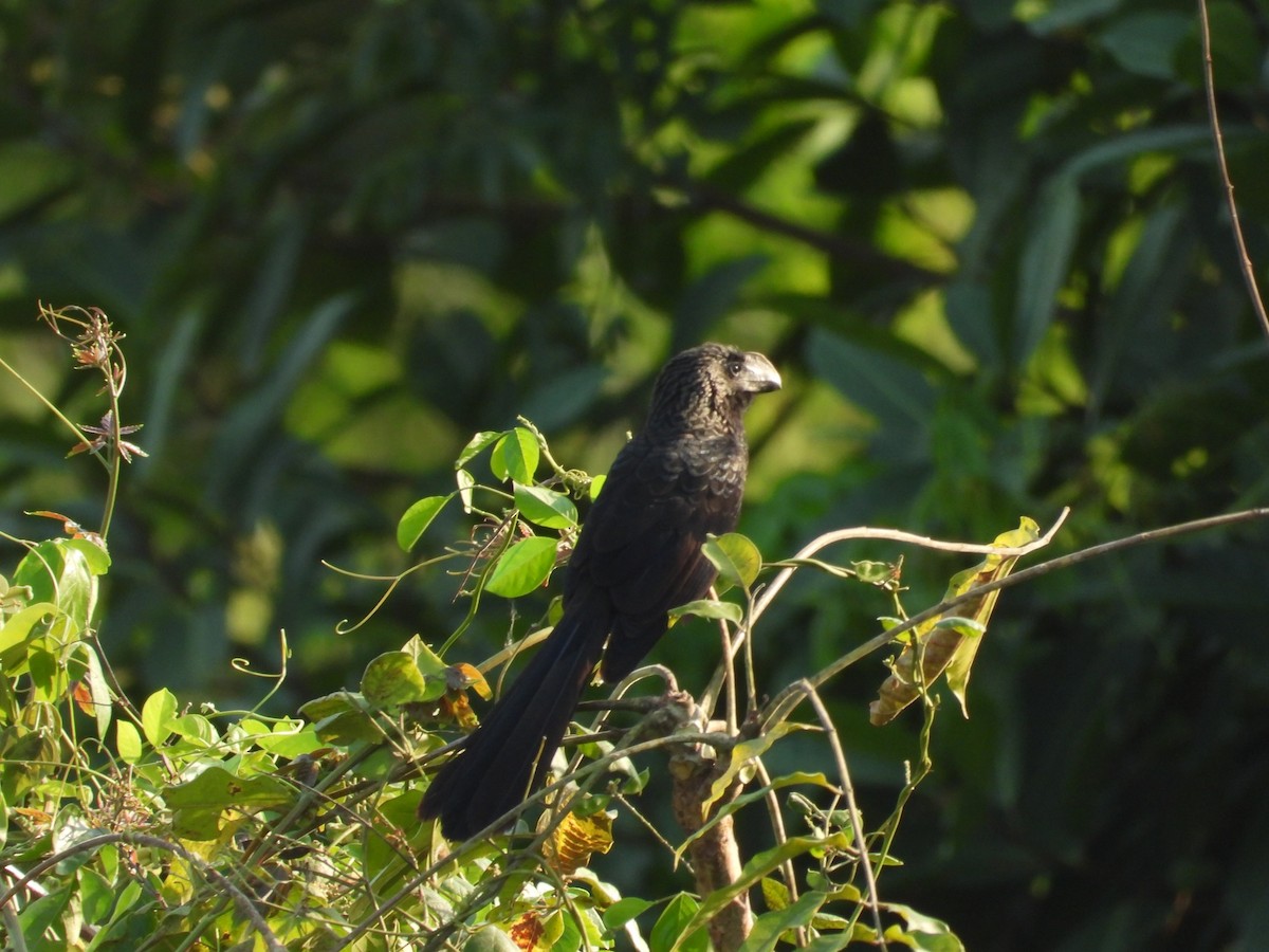 Smooth-billed Ani - Colby Neuman
