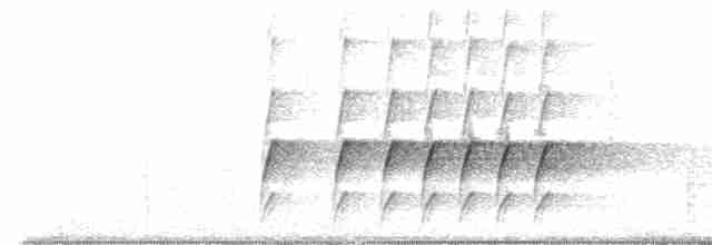 Orthonyx de Temminck - ML548543071