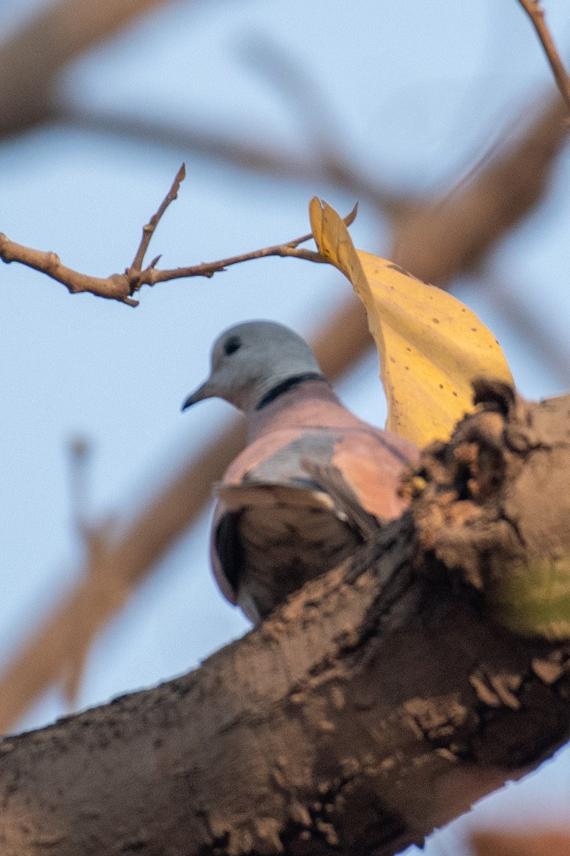 Red Collared-Dove - ML548544021
