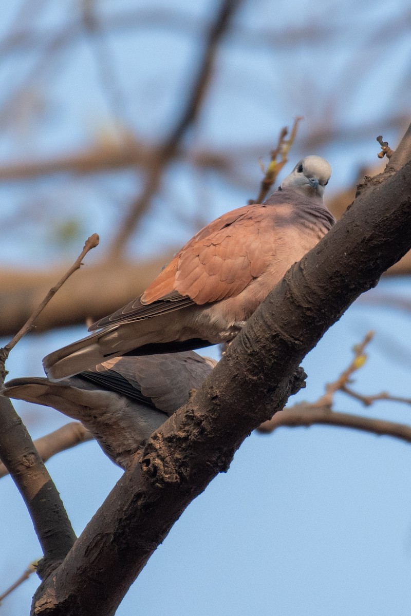 Red Collared-Dove - ML548544031