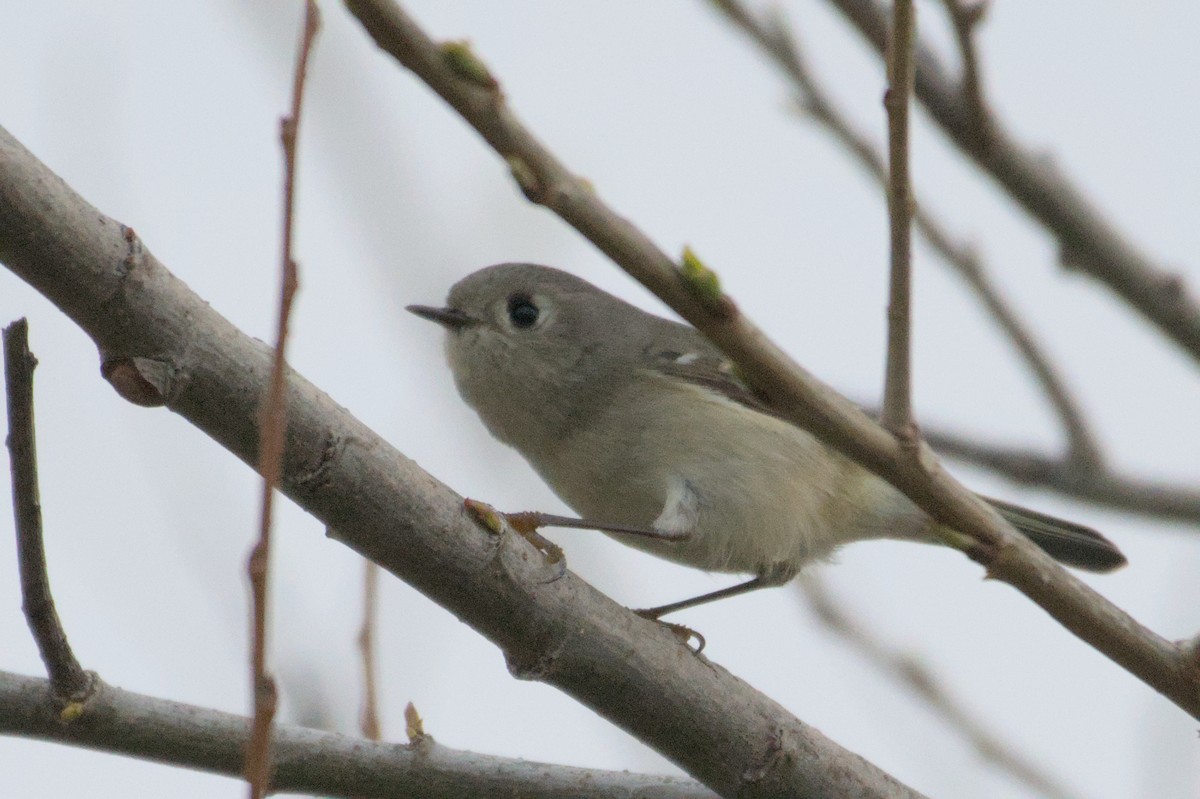 Ruby-crowned Kinglet - Mike Marin
