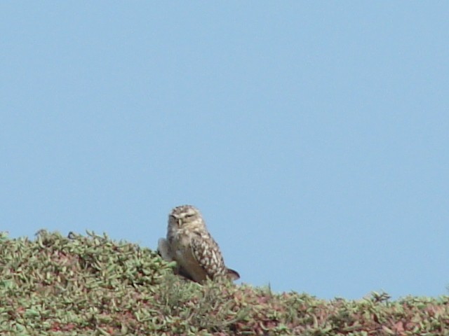 Burrowing Owl - ML548553621