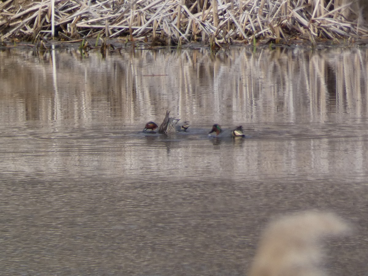 Green-winged Teal - ML548553921