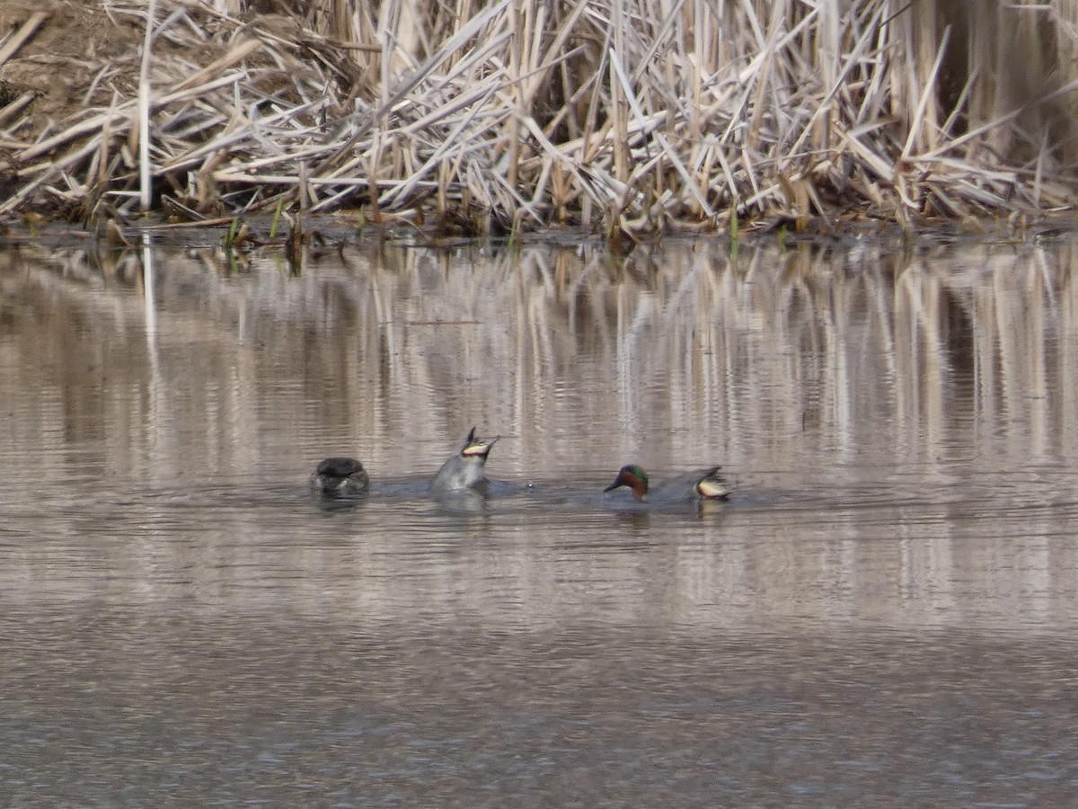 Green-winged Teal - ML548553931