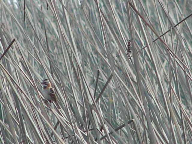 Rufous-collared Sparrow - ML548554081