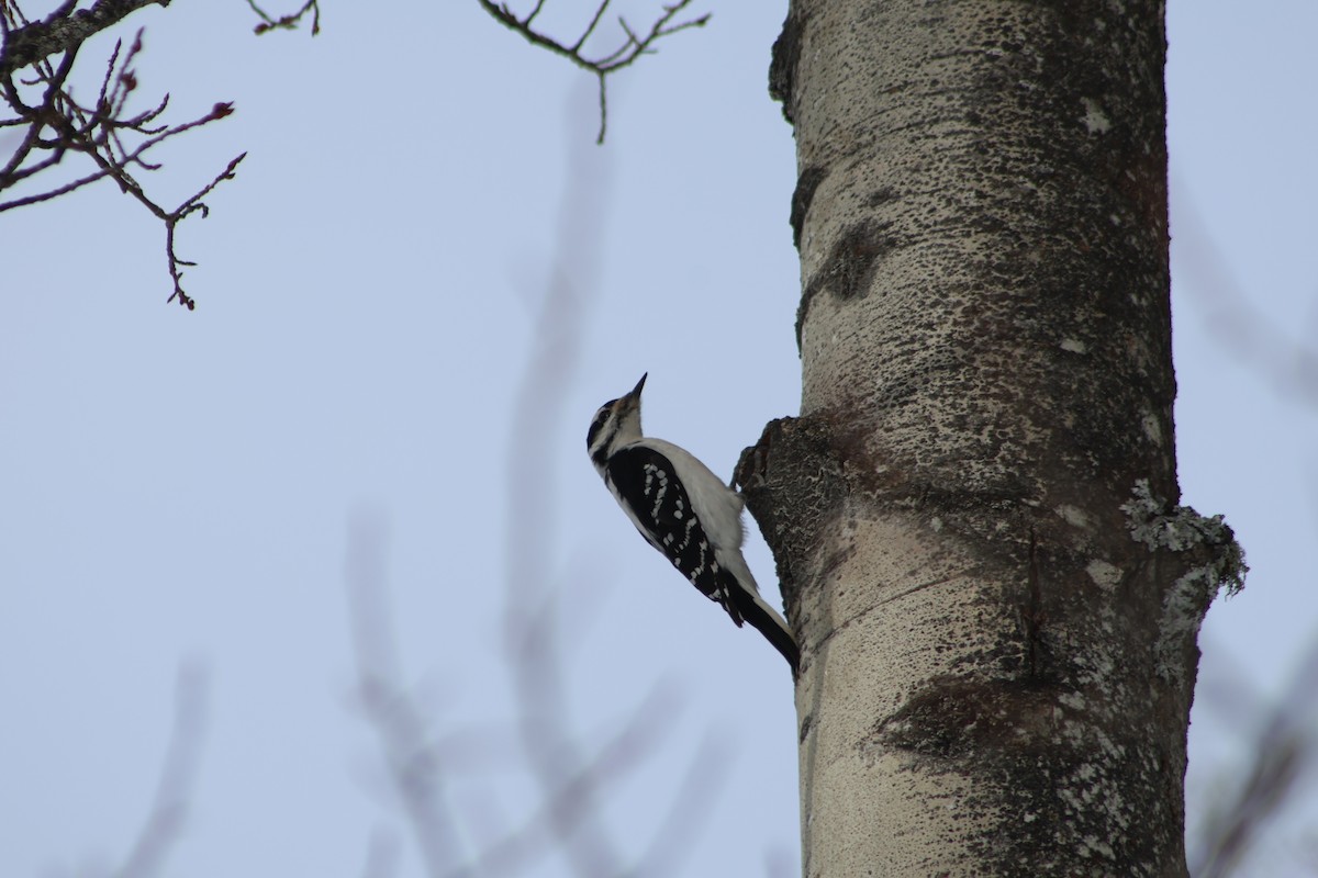 Hairy Woodpecker - ML548554571