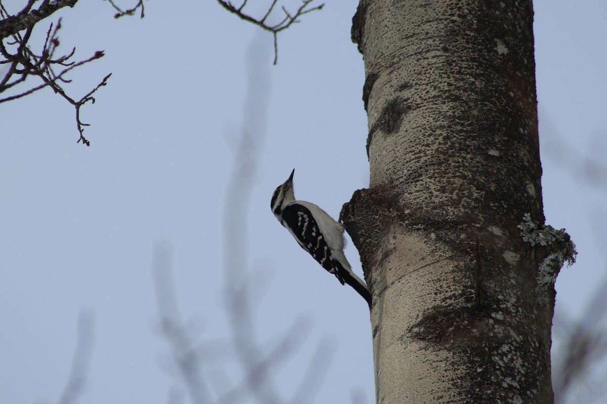 Hairy Woodpecker - ML548554611