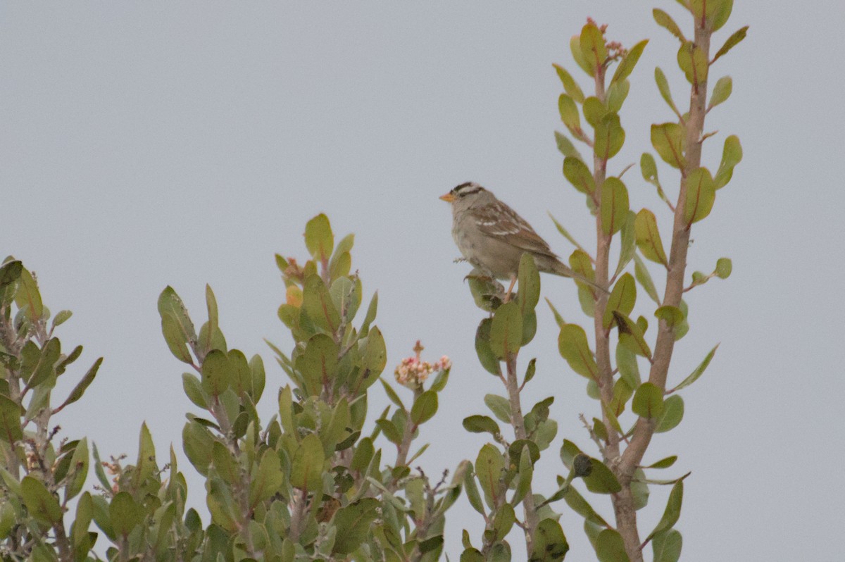 White-crowned Sparrow - ML548555291