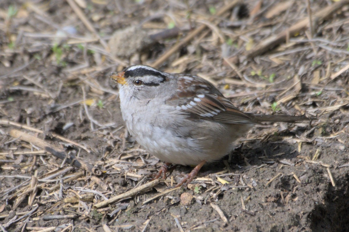 White-crowned Sparrow - ML548555301