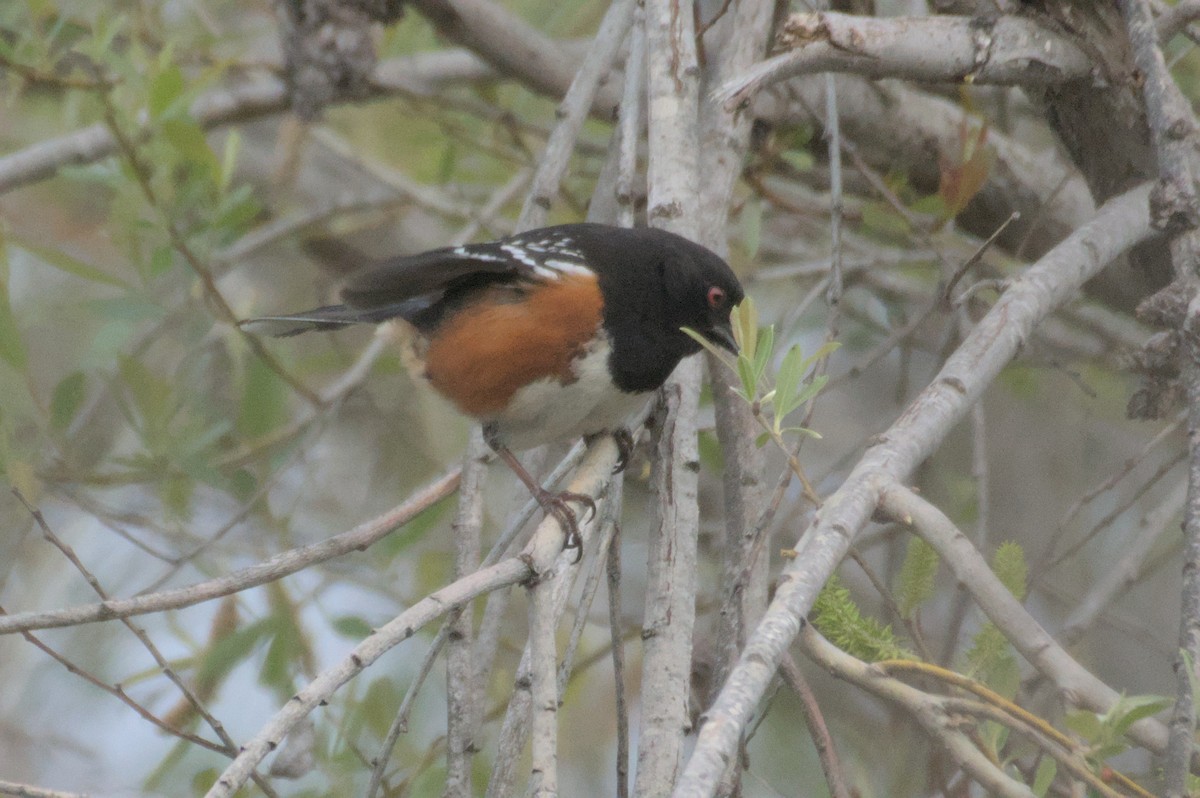 Spotted Towhee - ML548556181
