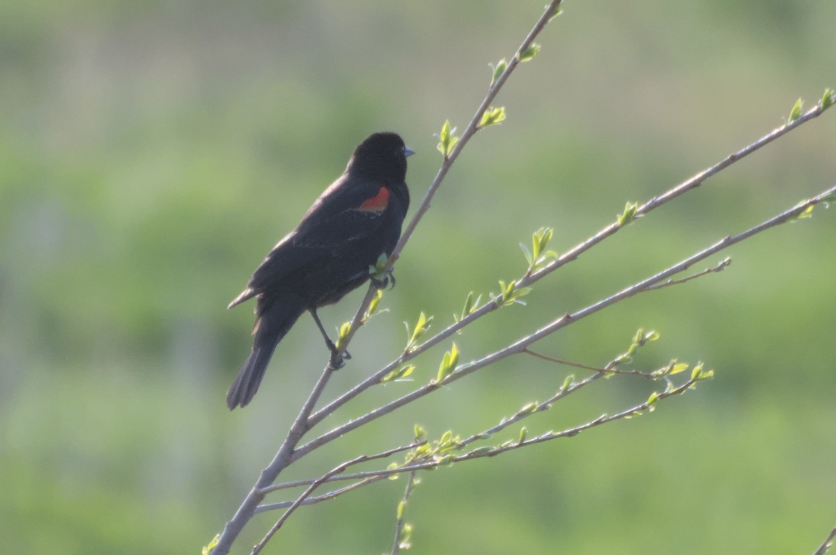 Red-winged Blackbird - ML548556741