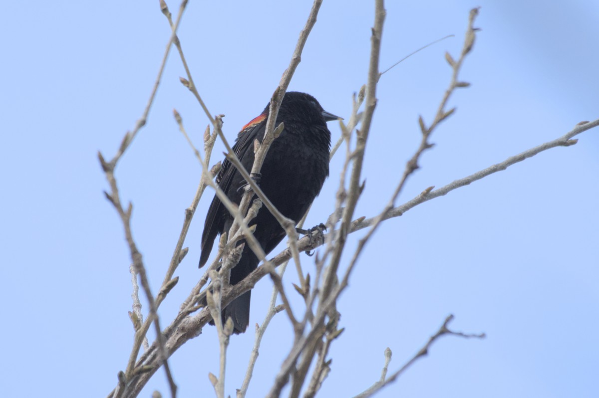 Red-winged Blackbird - ML548556751