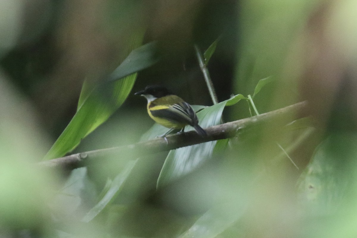 Golden-winged Tody-Flycatcher - Colin Dobson
