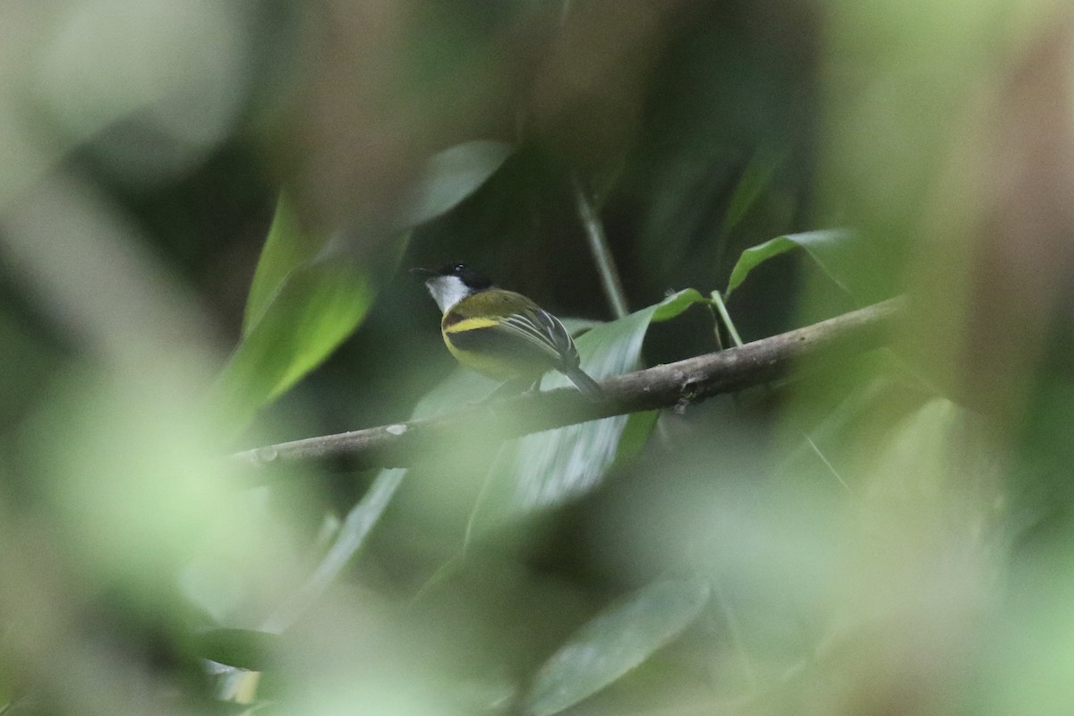 Golden-winged Tody-Flycatcher - Colin Dobson