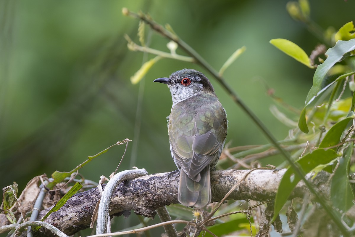 Little Bronze-Cuckoo - ML548557491