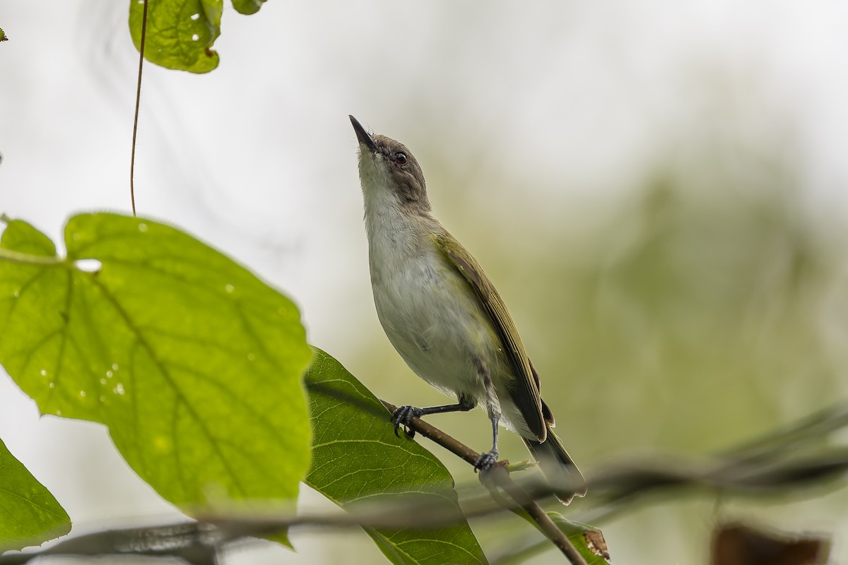 Green-backed Gerygone - ML548557541