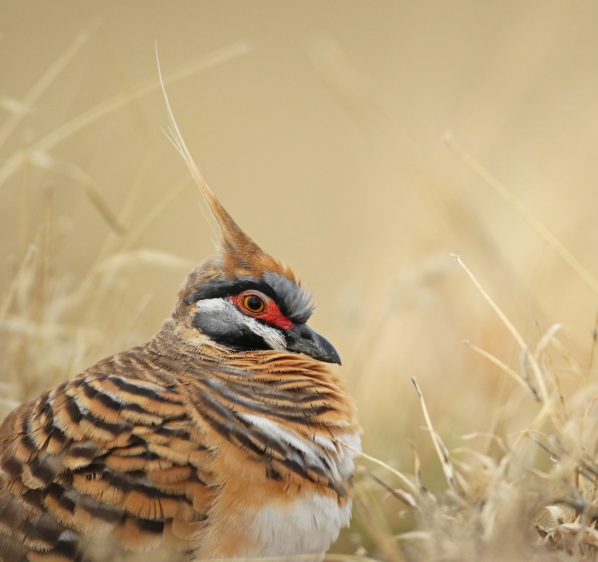Spinifex Pigeon - ML54856231