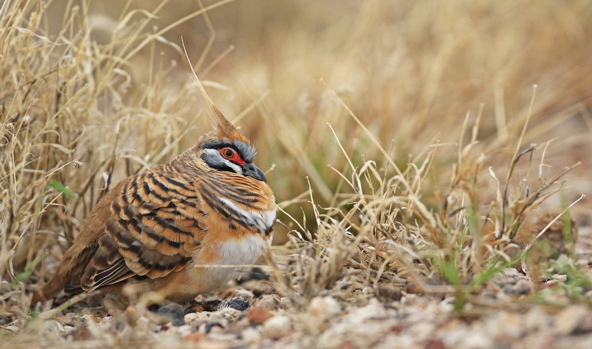 Spinifex Pigeon - ML54856251